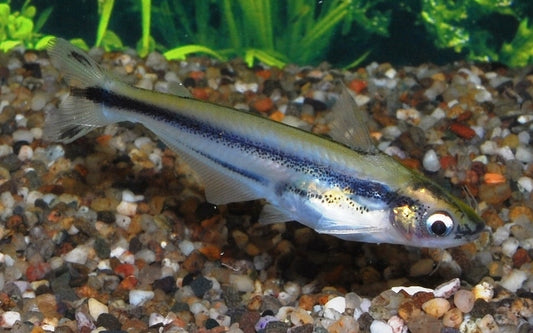 Afrikanischer Glaswels – Pareutropius debauwi | Seltener Schwarmfisch mit gläsernem Körper