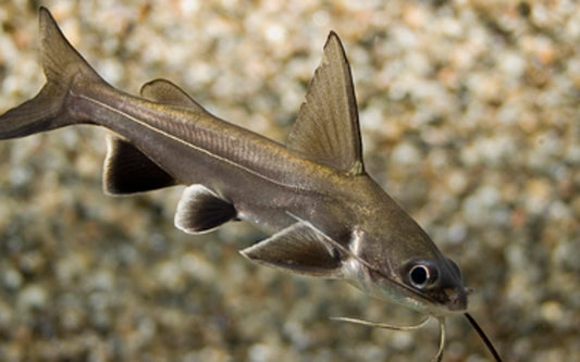 Minihai – Ariopsis seemanni | Seltener Wanderwels mit haifischartigem Schwimmstil