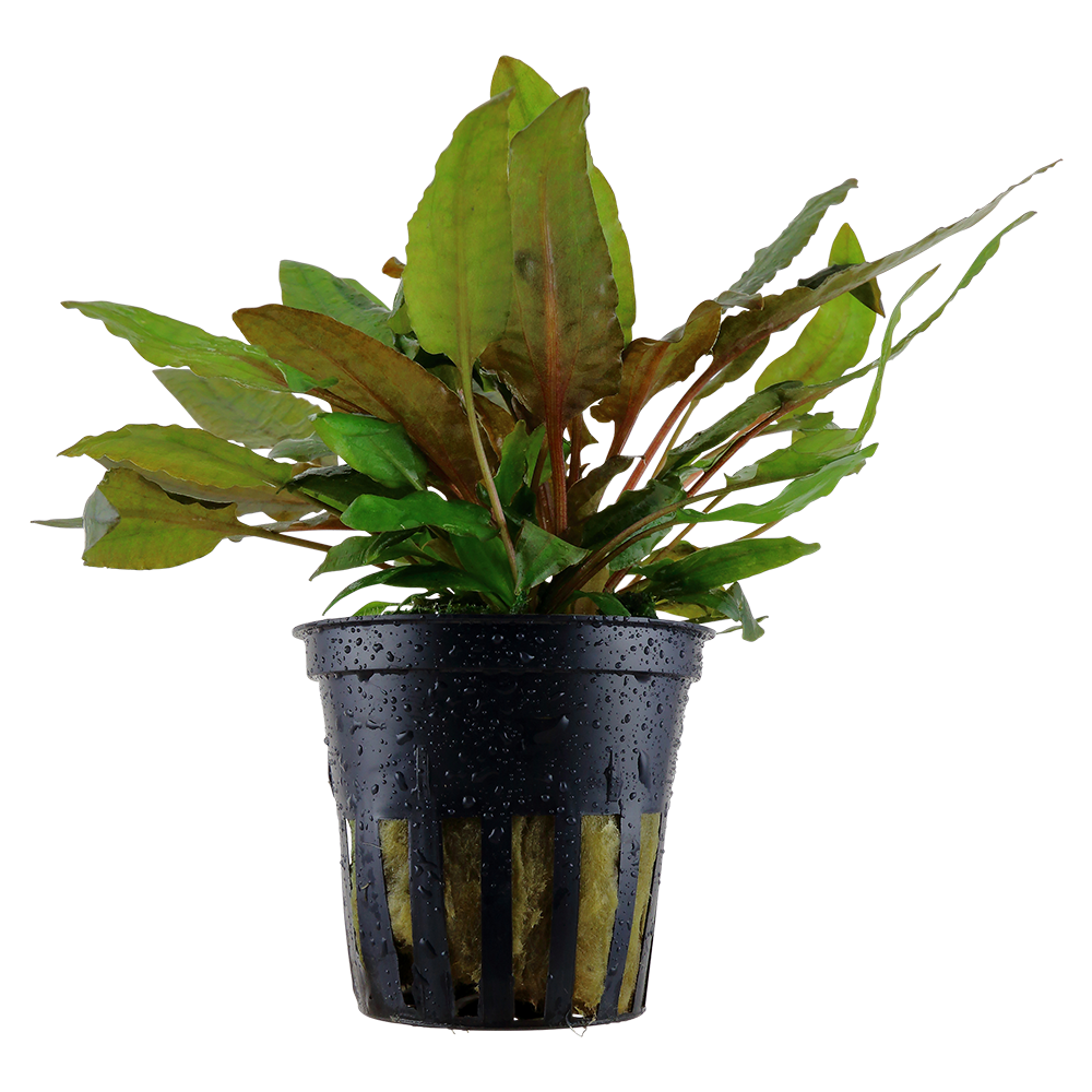 Cryptocoryne wendtii 'Tropica' (Topf)