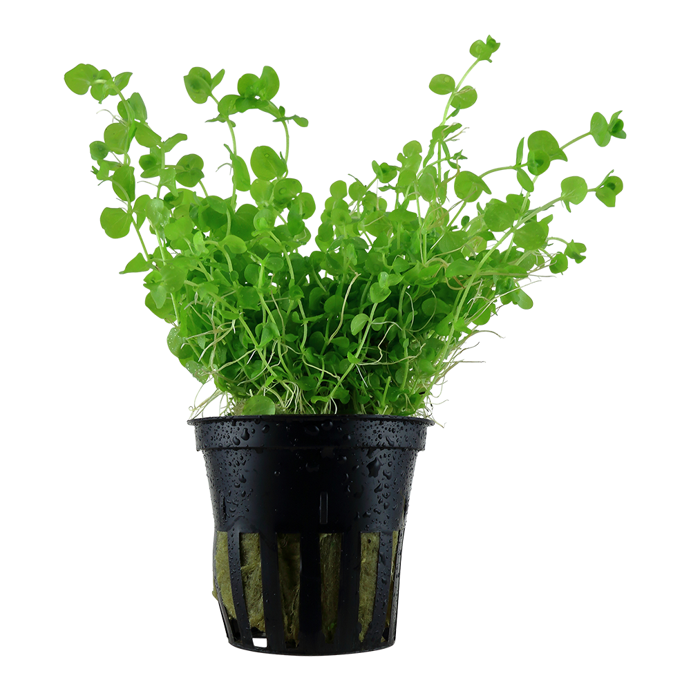 Micranthemum umbrosum (Topf)