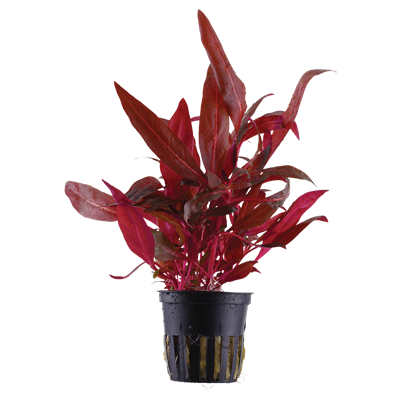 Alternanthera reineckii 'Rosanervig' en pot