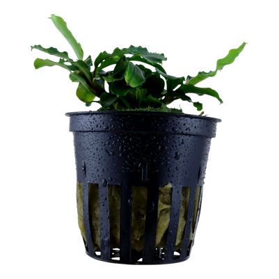 Bucephalandra pygmaea 'Bukit Kelam' en pot