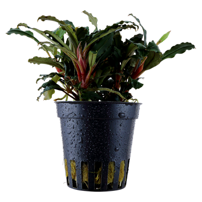 Bucéphalandra sp. 'Rouge' dans le pot
