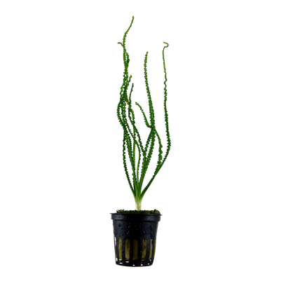 Crinum calamistratum im Topf