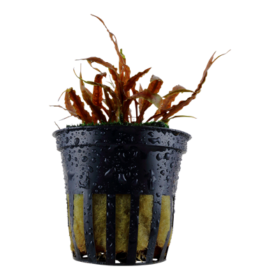 Cryptocoryne albida 'Brown' in pot