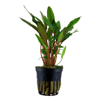 Cryptocoryne beckettii 'Petchii' in pot