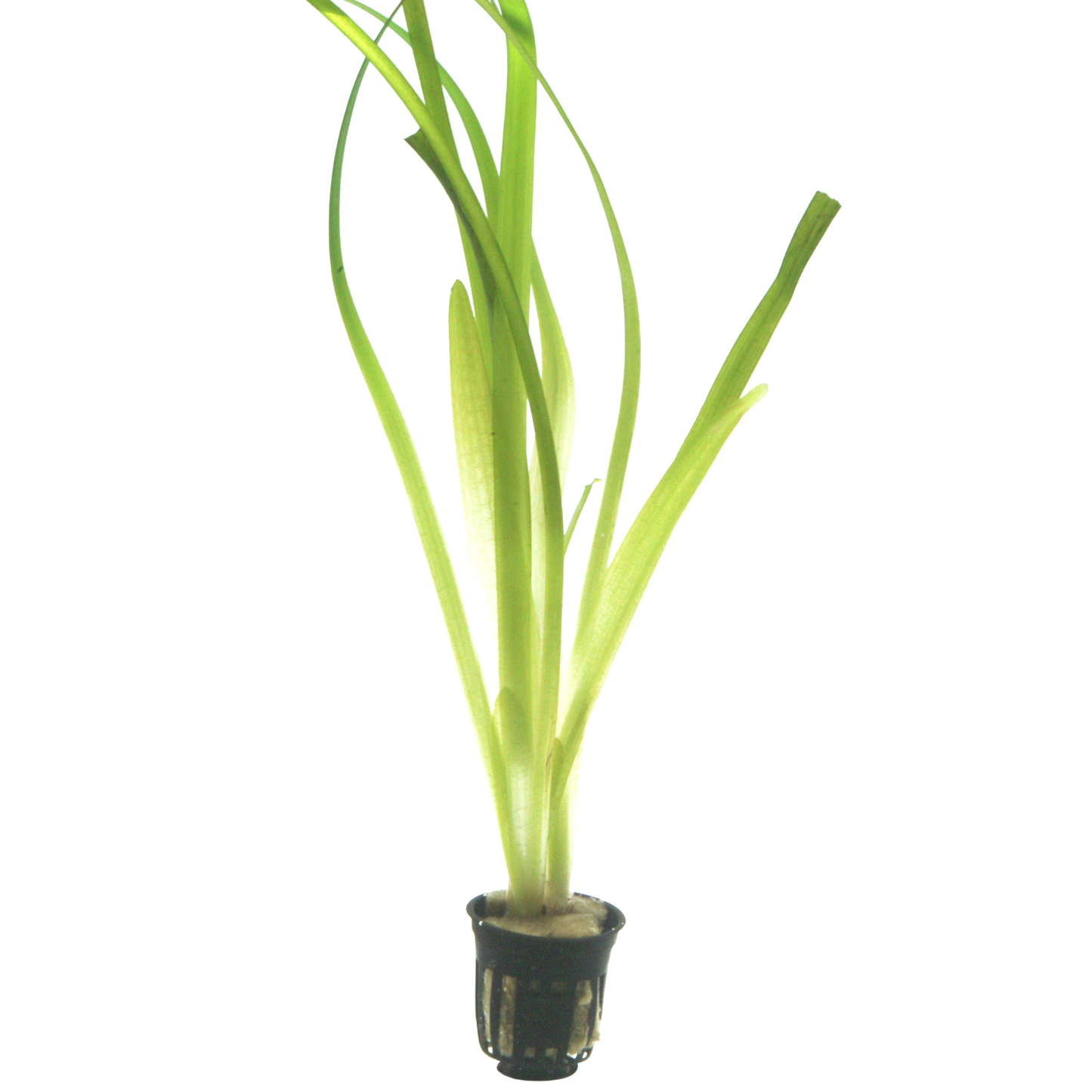 Vallisneria americana 'Gigantea' (Topf)