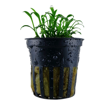 Cryptocoryne parva in a pot