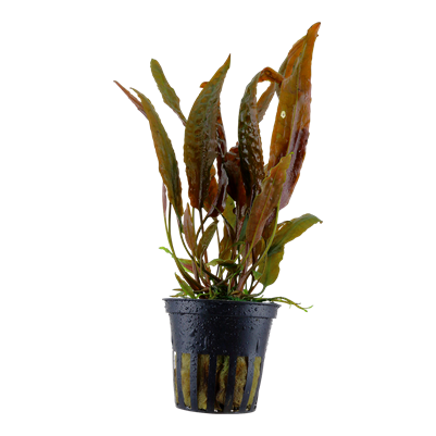 Cryptocoryne usteriana im Topf