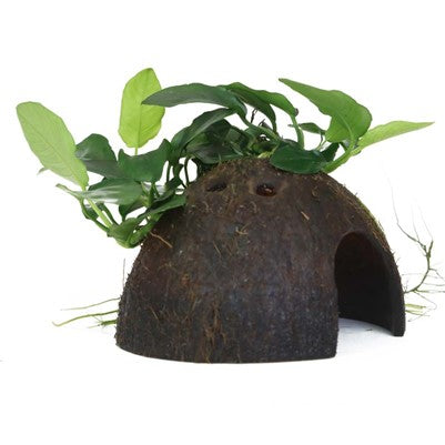 Anubias barteri var. nana auf Kokosnussschale