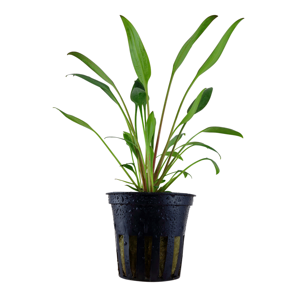 Cryptocoryne x willisii (Topf)