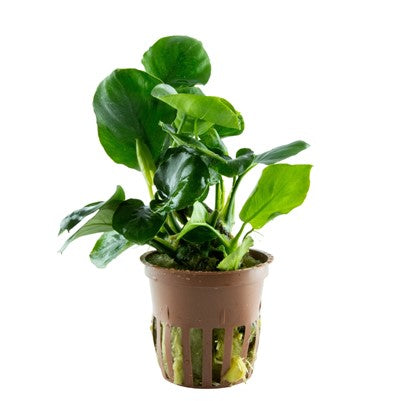 Anubias barteri 'Coin Leaf' en pot