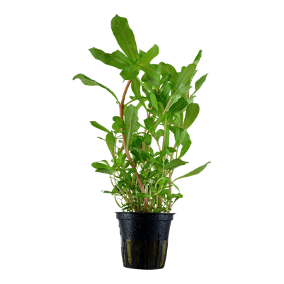 Ammannia crassicaulis in a pot