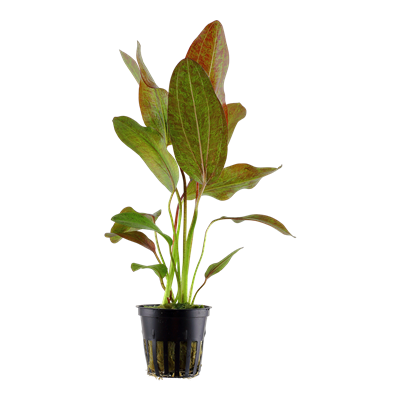 Echinodorus 'Ozelot' in a pot