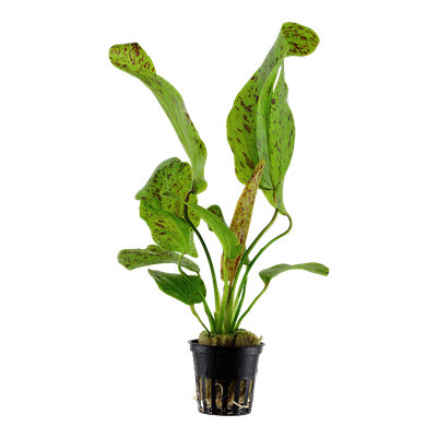 Echinodorus 'Ozelot Green' in pot