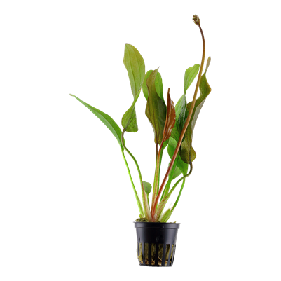 Echinodorus 'Red Diamond' - Tropica Pot