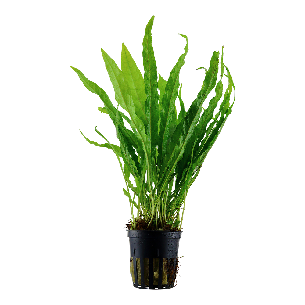 Microsorum pteropus (Topf)