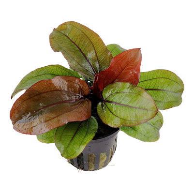 Echinodorus 'Reni' (Topf)