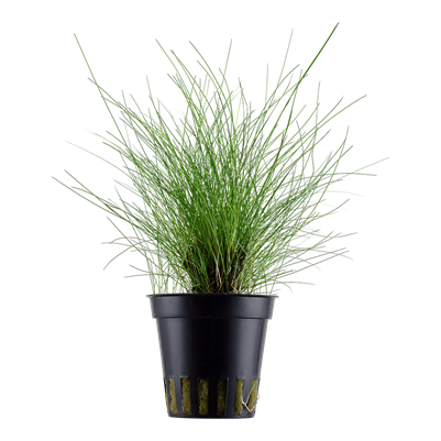 Eleocharis parvula in a pot