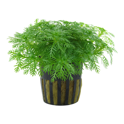 Hottonia palustris (Topf)