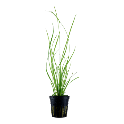 Herbe de Chypre de Helfer - Cyperus helferi