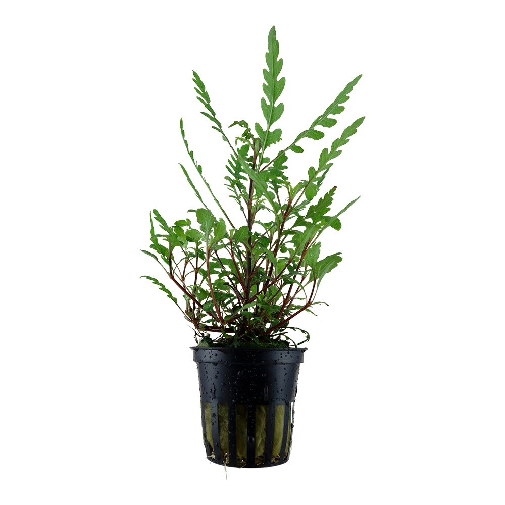 Hygrophila pinnatifida (Topf)