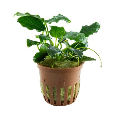 Anubias barteri var. nana ’Kirin’ im Topf