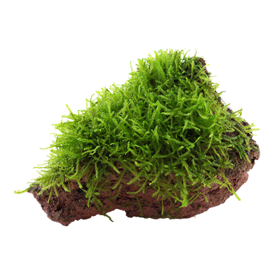 Taxiphyllum barbieri 'Bogor Moss' auf Lavastein
