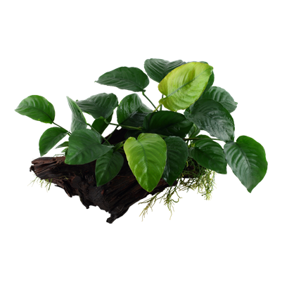 Anubias barteri sp. auf Wurzel - XL