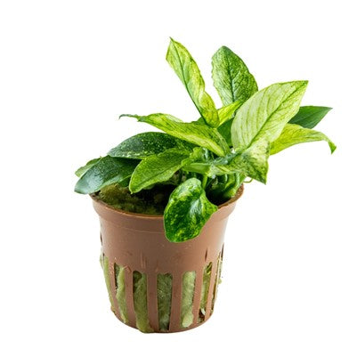 Anubias barteri var. nana ’Pinto’ im Topf