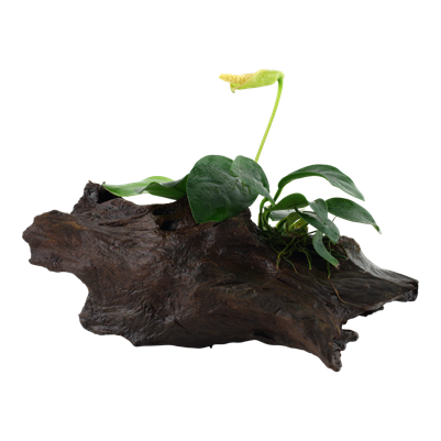 Anubias barteri var. nana auf Wurzel