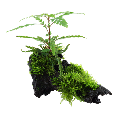 Hygrophila pinnatifida and moss on root