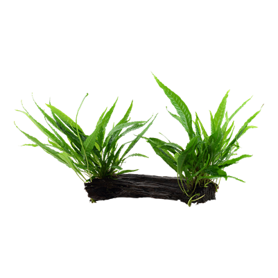 Microsorum pteropus sur racine