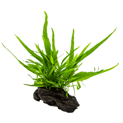 Microsorum pteropus nano bois sur racine