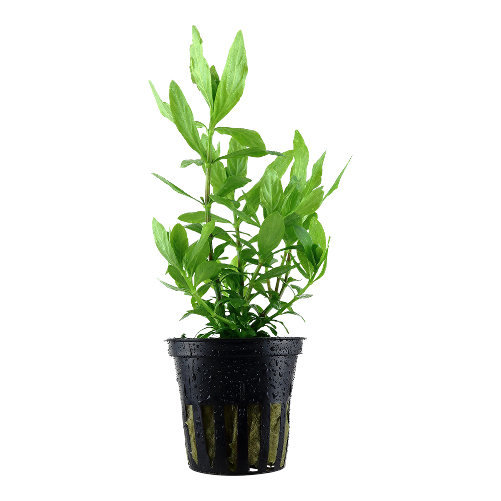 Hygrophila polysperma (Topf)
