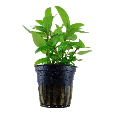Staurogyne rampante - Staurogyne repens