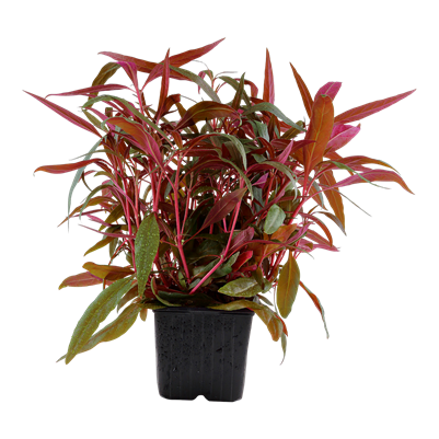 Alternanthera reineckii 'Rose' XL