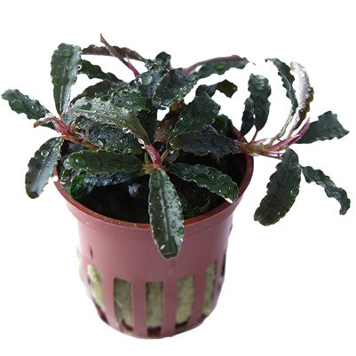 Bucephalandra 'Kedagang' (Topf)