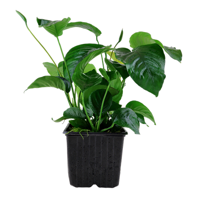 Anubias barteri var. caladiifolia XL