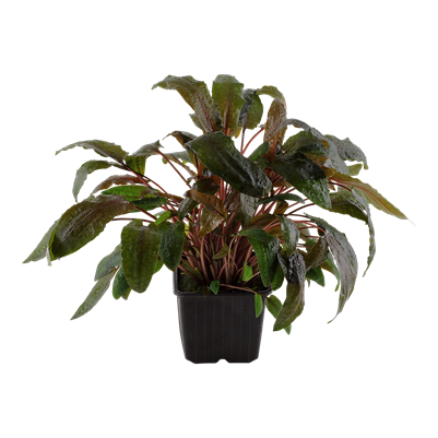 Cryptocoryne wendtii 'Tropica' XL