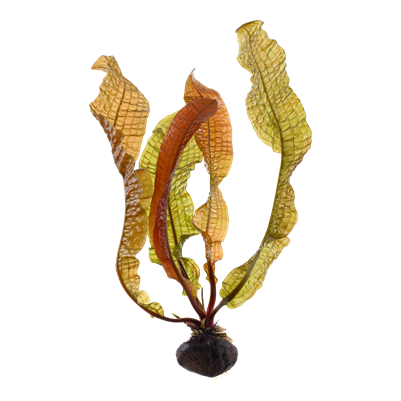 Aponogeton boivinianus - Knolle