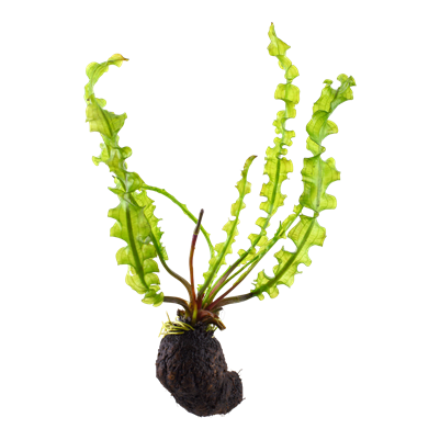 Gewelltblättrige Wasserähre - Aponogeton longiplumulosus - Knolle