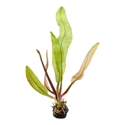 Plante en treillis de Madagascar - Aponogeton madagascariensis - tubercule