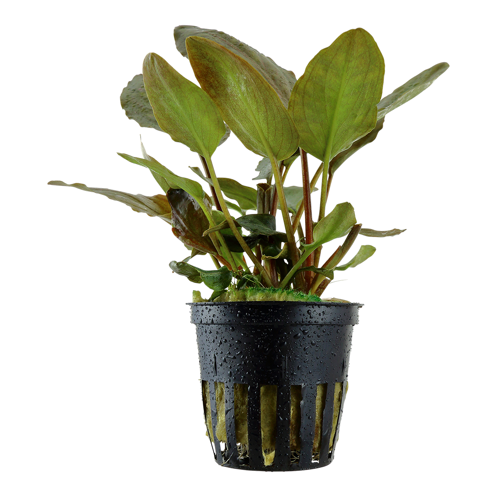 Lagenandra meeboldii 'Red' (Topf)