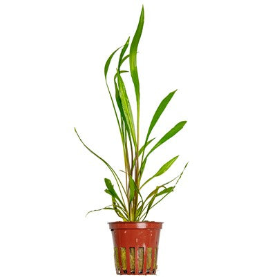 Cryptocoryne spiralis 'Red' in pot