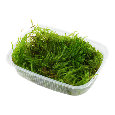 Taxiphyllum sp. «Mousse épineuse»