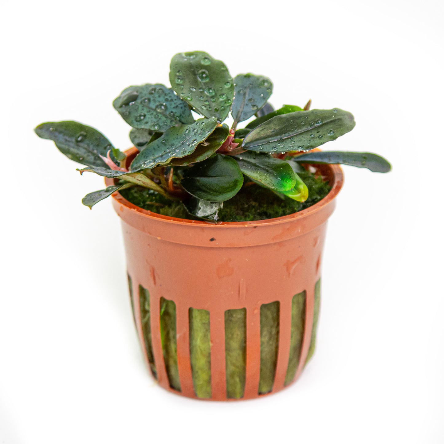 Bucephalandra sordidula 'Blue' (Topf)