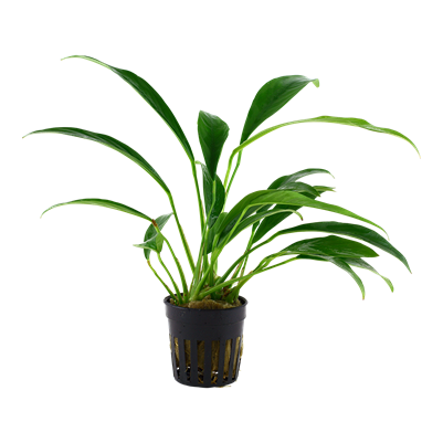 Anubias barteri var. glabra im Topf