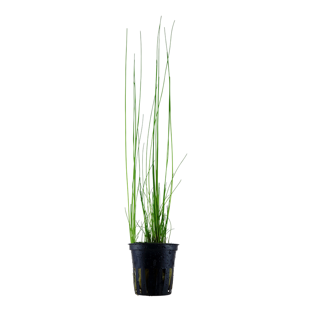 Eleocharis montevidensis in a pot