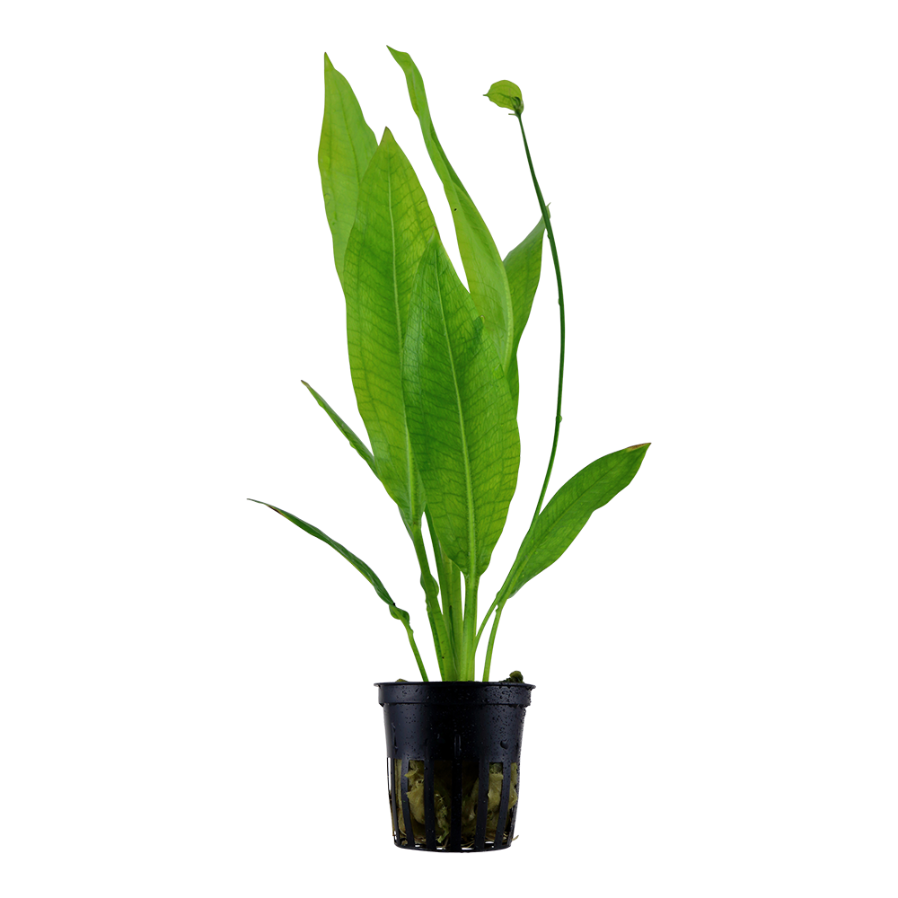 Echinodorus grisebachii 'Bleherae' in pot